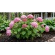 Pallohortensia Pink Annabelle ‘NCHA1’ (Hydrangea arborescens Pink Annabelle ('Ncha1'))